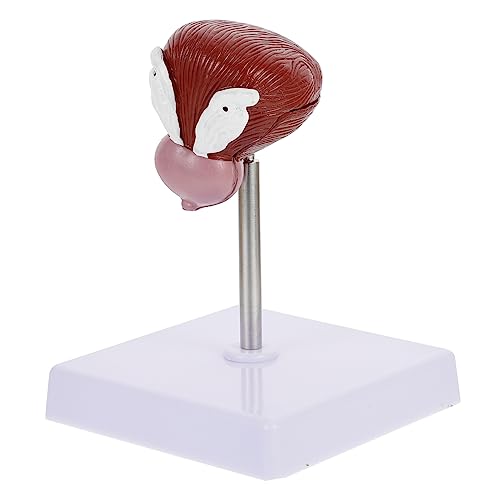 Amosfun 1Stück Anatomisches Blasenmodell aus Realistische Darstellung für Unterricht für Anatomiekurse Lehrreiche Klassenzimmerhilfe Amosfun 1Stück Anatomisches Blasenmodell aus Realistische Darstellung für Unterricht für Anatomiekurse Lehrreiche Klassenzimmerhilfe von Amosfun