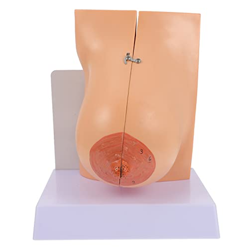 Amosfun 1Stück Medizinisches Anatomisches Brustmodell Für Lehrzwecke Detaillierte Darstellung Weiblichen Brust Für Studenten Fachkräfte von Amosfun