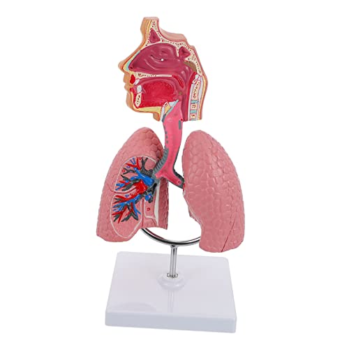 Amosfun 1Stück Menschliches Atemwegs Lungenmodell Aus Anatomisches Lehrwerkzeug Für Universitäten Für Physiologie Anatomieunterricht Langlebig Detailreich von Amosfun