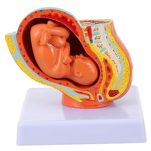 Amosfun 1Stück Neunmonatiges Fötus Modell für Frauen Realistische Darstellung Des Embryos für Lehr Schulungszwecke Pflegeschulen für Unterricht Amosfun 1Stück Neunmonatiges Fötus Modell für Frauen Realistische Darstellung Des Embryos für Lehr Schulungszwecke Pflegeschulen für Unterricht von Amosfun