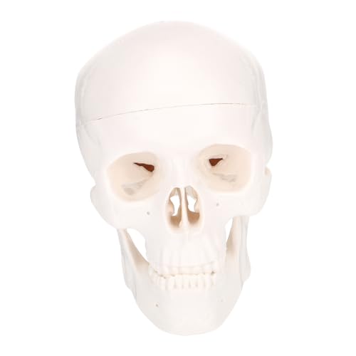 Amosfun 1Stück Schädelmodell aus Abnehmbares Menschliches Schädelmodell für Stomatologie Detailreiche Skulptur mit Lebhaften für Dekoration Amosfun 1Stück Schädelmodell aus Abnehmbares Menschliches Schädelmodell für Stomatologie Detailreiche Skulptur mit Lebhaften für Dekoration von Amosfun