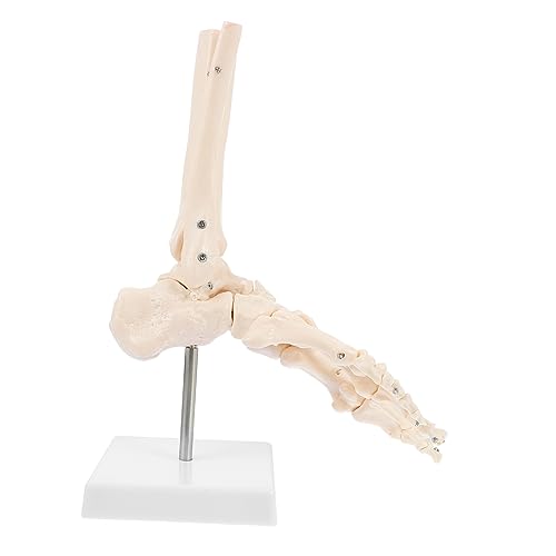 Amosfun 1Stück Skelettmodell Für Medizinische Ausbildung Knöchelgelenkmodell Mit Stativ Für Anatomische Studien von Amosfun