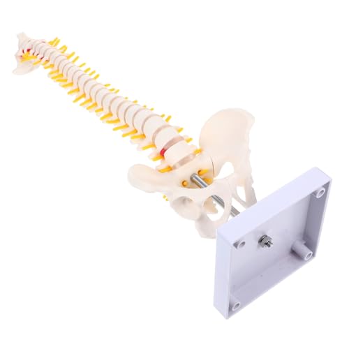 Amosfun 1Stück Teiliges Übungswirbelsäulenmodell aus Anatomisches Modell für Medizinische Ausbildung Krankenhauspraxis Klassenzimmer mit Praktischem zur Präsentation Amosfun 1Stück Teiliges Übungswirbelsäulenmodell aus Anatomisches Modell für Medizinische Ausbildung Krankenhauspraxis Klassenzimmer mit Praktischem zur Präsentation von Amosfun
