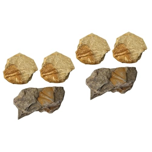 Amosfun 2 Sätze Trilobiten- Leopard Gecko Tank Zubehör Kork Log Bausatz Schildkrötenhaus Prähistorische Fossilien Dekorative Fossilien Trilobiten-requisiten Für 3 Stück * 2 von Amosfun