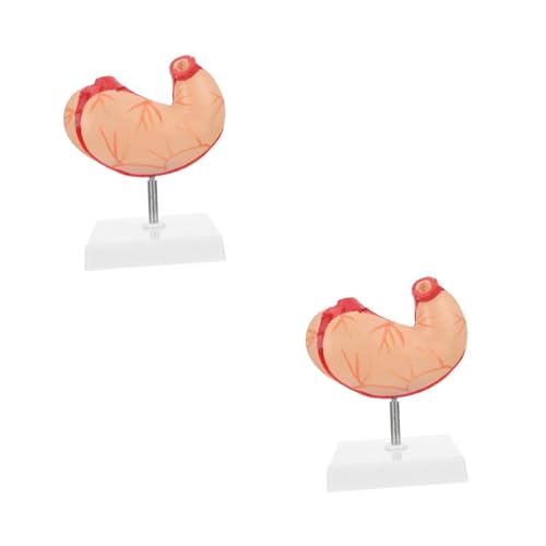 Amosfun 2 Stck. Magen -anatomie -modell Anatomisch Anatomiemodell Magenmodell Wirbelsäule Skelett Realistisch Demonstrationsgeräte Für Den Unterricht Plastik von Amosfun