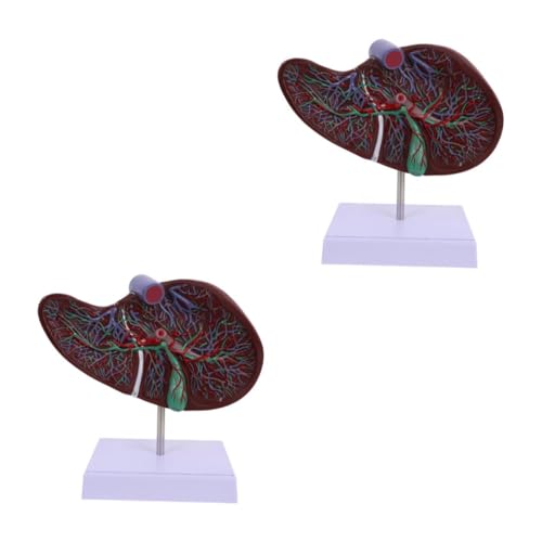 Amosfun 2 Stück Anatomisches Modell der Leber Modell der Leberanatomie Lehre Lebermodell Gallenblasenmodell Schulanzeige menschliche Leber Modell der menschlichen Leber Plastik von Amosfun