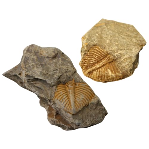 Amosfun 2Stücke Trilobiten Lehrmittel Naturwissenschaftliche Dekoration für Unterricht und Kreativität für Freunde und Familie Amosfun 2Stücke Trilobiten Lehrmittel Naturwissenschaftliche Dekoration für Unterricht und Kreativität für Freunde und Familie von Amosfun