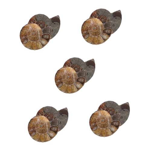 Amosfun 5 Sätze Modelle Pädagogisches Ammonitenexemplar Ammonitenskulptur Wissenschaftliches Exemplar Ammonitenmodelle Natürliche Seltene Ammonitenmuschelmodelle Zum Spaß 2 Stück * 5 Amosfun 5 Sätze Modelle Pädagogisches Ammonitenexemplar Ammonitenskulptur Wissenschaftliches Exemplar Ammonitenmodelle Natürliche Seltene Ammonitenmuschelmodelle Zum Spaß 2 Stück * 5 von Amosfun