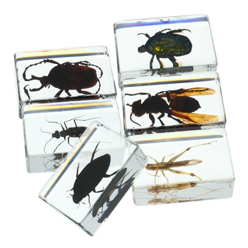 Amosfun 6 Stück Insektenexemplar pädagogische Bugs Exemplar Fehler für Insektenprobe Insektenschmuck Insektenverzierung Wohnkultur Insektendekor Harz Transparent Amosfun 6 Stück Insektenexemplar pädagogische Bugs Exemplar Fehler für Insektenprobe Insektenschmuck Insektenverzierung Wohnkultur Insektendekor Harz Transparent von Amosfun