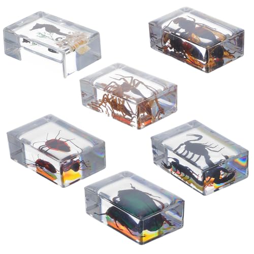 Amosfun 6 Stück Teiliges Insekten resin Langlebige Naturgetreue Insektenpräparate als Wissenschaftliche Lehrmittel und Dekorative Briefbeschwerer für Biologieunterricht und Sammler von Amosfun
