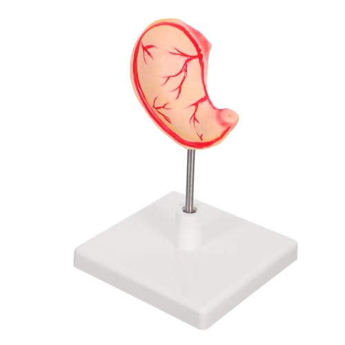 Amosfun Anatomisches Magenmodell für den menschlichen Magen für medizinische Schulen und Forschungslabors verbessert die klinische Bildung und das Systemverständnis Amosfun Anatomisches Magenmodell für den menschlichen Magen für medizinische Schulen und Forschungslabors verbessert die klinische Bildung und das Systemverständnis von Amosfun