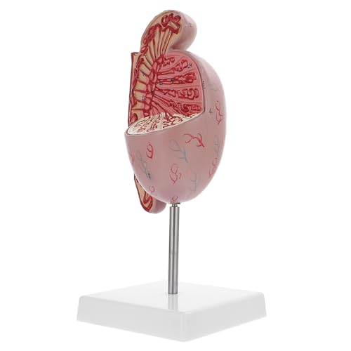 Amosfun Anatomisches Modell Des Menschlichen Hodens Exquisites Dissektion Modell Für Medizinische Lehre Detailgetreu Realistisch Für Anatomieunterricht von Amosfun