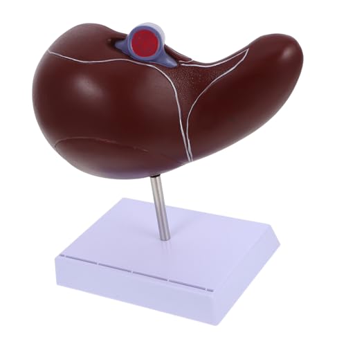 Amosfun Anatomisches Modell der Leber Lebermodell mit Sockel Modell der Leberanatomie Anatomisches Lebermodell Gallenblasenmodell Leber medizinisches Modell -Lebermodell Plastik von Amosfun
