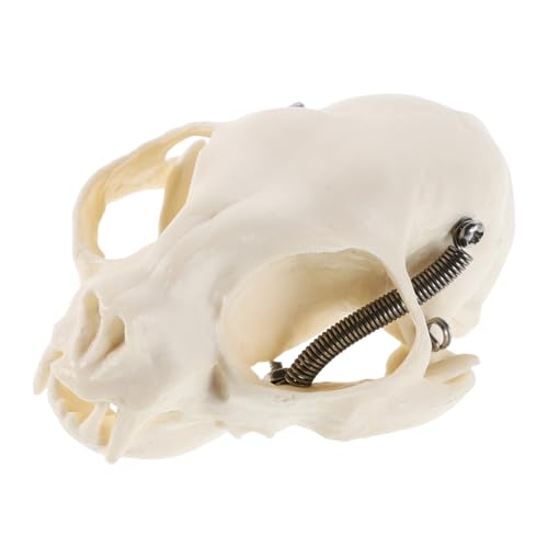 Amosfun Authentisches Katzenschädelmodell Anatomisches Tierskelett Für Unterricht Dekoration Robustes Design Anatomischer Anleitung Für Studien Amosfun Authentisches Katzenschädelmodell Anatomisches Tierskelett Für Unterricht Dekoration Robustes Design Anatomischer Anleitung Für Studien von Amosfun