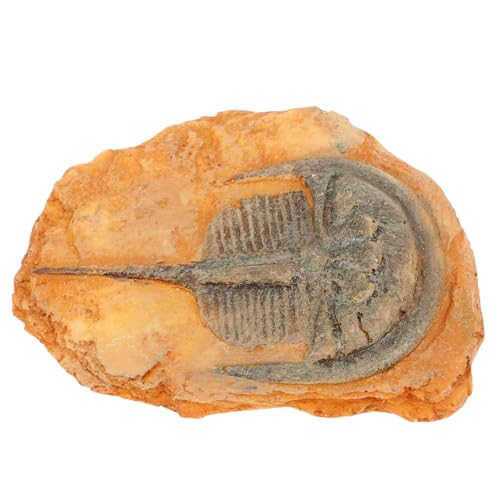 Amosfun Fossiliendekoration Insekt für den naturwissenschaftlichen Unterricht Harz für Insektenproben paläontologische Insektendekoration Dekoration mit Insektenexemplaren Insekt als Probe von Amosfun