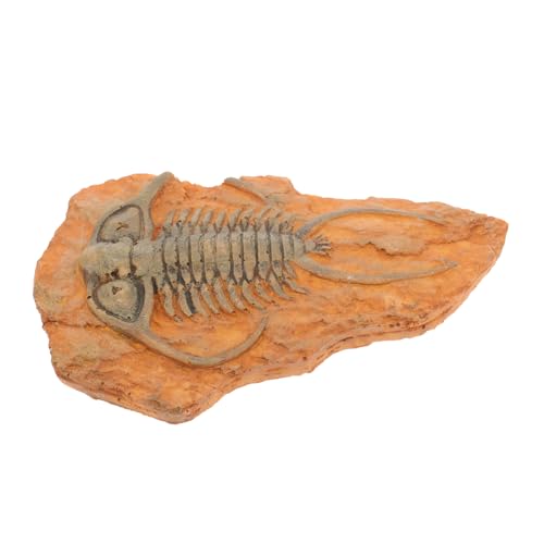 Amosfun Fossiliendekoration Paläontologie Insektenproben -kombination Insekt Lehren Paläontologisches Insekt Paläontologische Insektendekoration Insekt Für Den Unterricht Harz Amosfun Fossiliendekoration Paläontologie Insektenproben -kombination Insekt Lehren Paläontologisches Insekt Paläontologische Insektendekoration Insekt Für Den Unterricht Harz von Amosfun