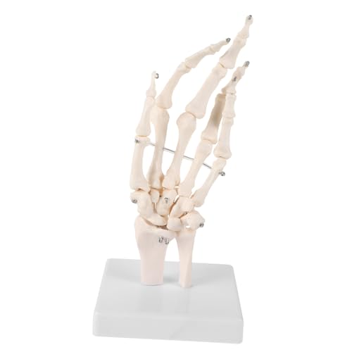 Amosfun Handknochengelenkmodell Hände vergrößert Lehrmodelle für den menschlichen Körper klein Menschliches artikulierendes anatomisches Modell Handskelettmodell PVC Weiß Amosfun Handknochengelenkmodell Hände vergrößert Lehrmodelle für den menschlichen Körper klein Menschliches artikulierendes anatomisches Modell Handskelettmodell PVC Weiß von Amosfun