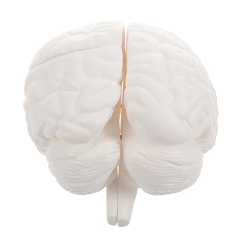 Amosfun Hirnanatomie -Lehrmodell Modell des menschlichen Gehirns Gehirnmodell für Körperteil Anatomisches Strukturmodell realistisches anatomisches Gehirnmodell PVC Weiß Amosfun Hirnanatomie -Lehrmodell Modell des menschlichen Gehirns Gehirnmodell für Körperteil Anatomisches Strukturmodell realistisches anatomisches Gehirnmodell PVC Weiß von Amosfun