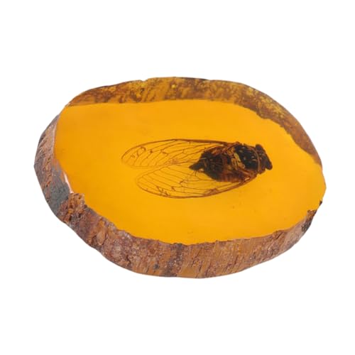 Amosfun Insect Sample Kunstvolles Insektenspecimen Für Wohnkultur Vielseitig Einsetzbar Für Sammler Als Einzigartiges Deko Element von Amosfun