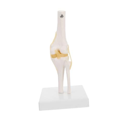 Amosfun Kniegelenk Modell Lebensgröße Anatomisches Modell für Lehrzwecke Flexibles Design mit Drehbaren Gelenken für Patientenbildung Anatomische Studien aus Waschbarem Amosfun Kniegelenk Modell Lebensgröße Anatomisches Modell für Lehrzwecke Flexibles Design mit Drehbaren Gelenken für Patientenbildung Anatomische Studien aus Waschbarem von Amosfun