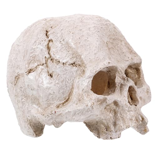 Amosfun Künstliches Menschliches Schädelmodell aus Resin Simuliertes Anatomisches Modell für Halloween Dekoration Aquarienlandschaft Lehrmittel Filmrequisiten Langlebig Realistisch von Amosfun