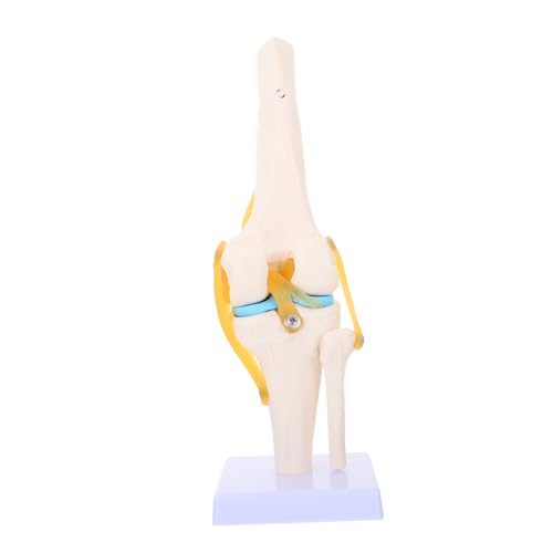 Amosfun Medizinische Lehrmittel Anatomisches Modell Zur Demonstration Menschlichen Gelenkbewegungen Unterricht Präsentationen von Amosfun