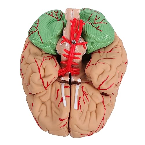 Amosfun Menschliches Gehirnmodell Realistische Farbgebung Anatomisches Unterrichtsmodell Wissenschaftliches Klassenzimmermodell Geeignet für Schule Labor und Universität von Amosfun