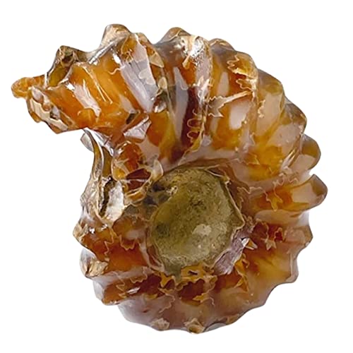 Amosfun Muschelförmiger Kristallstein Tischdekoration Einzigartiges Für Vintage Zuhause Zur Verbesserung Wohnatmosphäre Amosfun Muschelförmiger Kristallstein Tischdekoration Einzigartiges Für Vintage Zuhause Zur Verbesserung Wohnatmosphäre von Amosfun