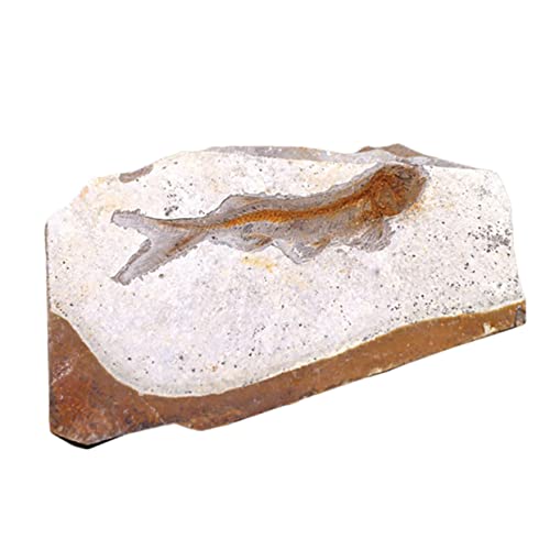 Amosfun Paläontologisches Fischfossil Resin Modell Naturgetreues Simulationsobjekt für Bildung und Tischdekoration Sicheres Material für Schüler und Sammler von Amosfun