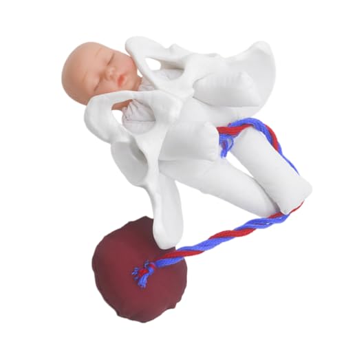 Amosfun Realistisches Weibliches Beckenmodell mit Geburtssimulator Interaktives Lehrmittel für Hebammenausbildung und Pränatale Schulungen Langlebiges Anatomisches Geburtspraxisgerät Amosfun Realistisches Weibliches Beckenmodell mit Geburtssimulator Interaktives Lehrmittel für Hebammenausbildung und Pränatale Schulungen Langlebiges Anatomisches Geburtspraxisgerät von Amosfun