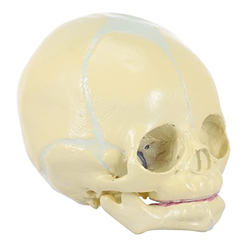 Amosfun Säuglingsschädelmodell Aus Pvc Lebensgroßer Fötusschädel Anatomiemodell Für Medizinische Zwecke Lehrmodell Für Junge Mädchen Ausstellungstool Dekoration Für Halloween Und Zimmer Amosfun Säuglingsschädelmodell Aus Pvc Lebensgroßer Fötusschädel Anatomiemodell Für Medizinische Zwecke Lehrmodell Für Junge Mädchen Ausstellungstool Dekoration Für Halloween Und Zimmer von Amosfun