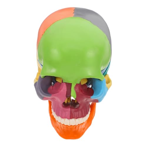 Amosfun Schädelmodell Schädelsmodell Anatomiemodell Bildungswerkzeug Anatomisches Modell Medizinisches Modell Wissenschaftliche Lehrhilfen loser menschlicher Schädel Gehirnmodell Plastik von Amosfun