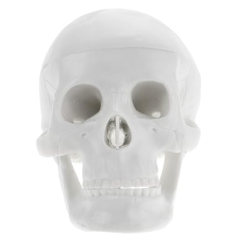 Amosfun Schädelmodell anatomisch Dekoration Skelett klein winzig Mini Halloween-Schädel- -Modell- Modell der Schädelanatomie simulierter Schädel PVC Weiß Amosfun Schädelmodell anatomisch Dekoration Skelett klein winzig Mini Halloween-Schädel- -Modell- Modell der Schädelanatomie simulierter Schädel PVC Weiß von Amosfun