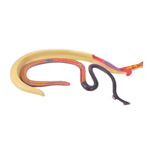 Amosfun Schistosomie Model Teaching Aid Schistosoma-Modell kognitives pädagogisches Lernspielzeug kognitives Modell Tieranatomiemodell Lehrhilfe Plastik von Amosfun