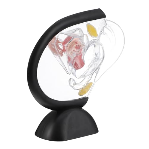 Amosfun Transparentes Modell aus Anatomisches Strukturmodell für Medizinische Bildung Sichtbares Weibliches Organmodell zur Des Verständnisses von Amosfun