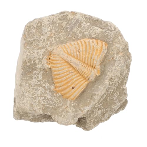 Amosfun Trilobiten Für Einzigartiges Antiken Für Paläontologie Enthusiasten Zufällige Form Für Bildungszwecke Amosfun Trilobiten Für Einzigartiges Antiken Für Paläontologie Enthusiasten Zufällige Form Für Bildungszwecke von Amosfun