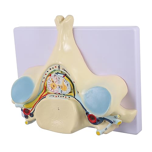 Amosfun Vergrößertes Modell der Fünften Halswirbelsäule mit Detailliertem Querschnitt Des Rückenmarks und Nerven Anatomisches Lehrmodell für Medizinische Ausbildung Abnehmbar Basis für von Amosfun