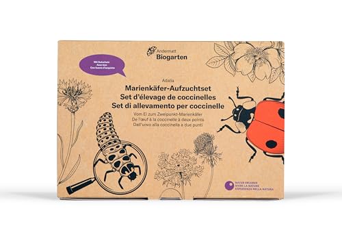 Andermatt Biogarten Marienkäfer Aufzuchtkit - Adalia bipunctata - Zucht-Set für Kinder - Entomologie - Entwicklung von Beobachtungsfähigkeiten und Erforschung des Lebenszyklus Marienkäfern von Andermatt Biogarten