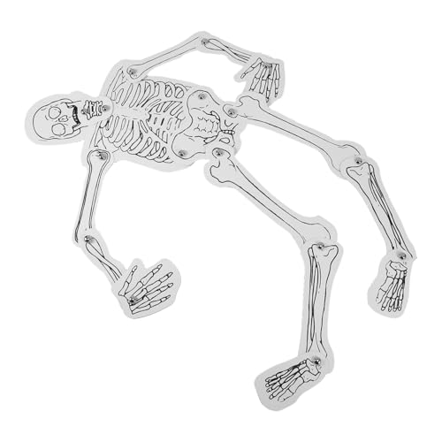 Angoily 1 Über Das Menschliche Skelett Menschliches Skelettmodell Simuliertes Menschliches Skelett Schädel Kit DIY Skelett Für Skelette Unterrichten Der Skelettanatomie von Angoily