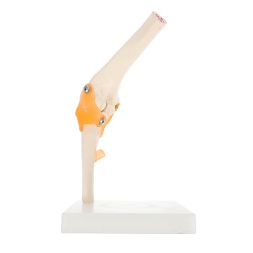 Anneome 1 PC Ellenbogenmodell Anatomisches Modell Kunststoff Ancon Gelenkmodell Kunststoff Menschliches Skelettmodell Ellenbogenknochenmodell Kunststoff Ellenbogengelenkmodell Pvc von Anneome
