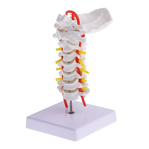 Anneome 1 Stück Anatomisches Modell Menschlichen Halswirbelsäule Detailreiche Darstellung Wirbel Nervenwurzeln und Arterien aus Bruchsicherem für Medizinische Schulungen Anneome 1 Stück Anatomisches Modell Menschlichen Halswirbelsäule Detailreiche Darstellung Wirbel Nervenwurzeln und Arterien aus Bruchsicherem für Medizinische Schulungen von Anneome