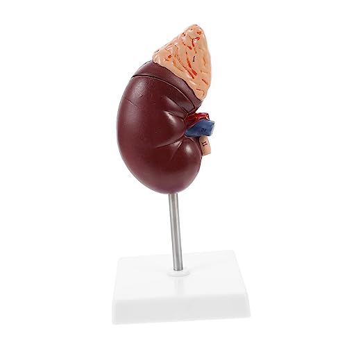Anneome 1 Stück Menschliches Nierenmodell für Biologieunterricht Medizinische Ausbildung Flexibles Design für Klare Demonstration von Anneome