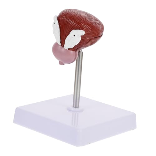 Anneome 1Stück Medizinisches Anatomisches Modell Menschlichen Blase Lehrmittel für Demonstration Blasenstruktur Funktion Langlebig Anneome 1Stück Medizinisches Anatomisches Modell Menschlichen Blase Lehrmittel für Demonstration Blasenstruktur Funktion Langlebig von Anneome