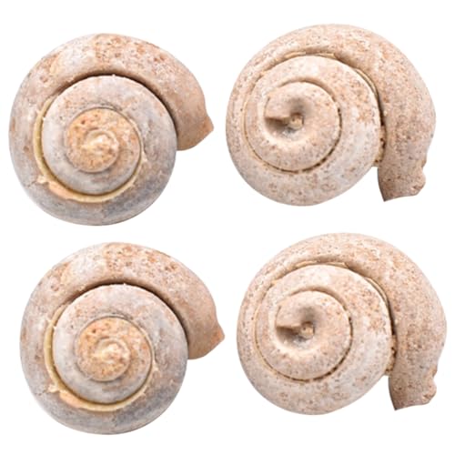 Anneome 4 Stück fossiles Exemplar fossilien museum schneckenkorn wohnungseinrichtung ziernieten decor Wissenschaft Dekoration Schüler unterrichten pädagogisches modell von Anneome