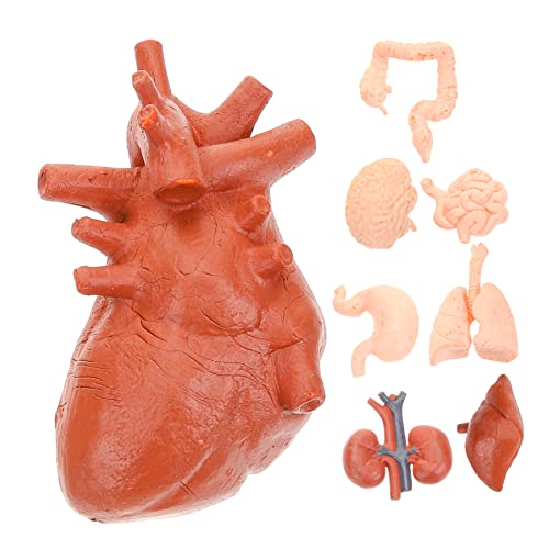 Anneome 8 Stück menschliches Organmodell Anatomiemodell Modell der Lungenanatomie Schiff Modelle werkzeug Studentische Lehrorgel Lehrmittel für den Unterricht künstliches Organ PVC von Anneome