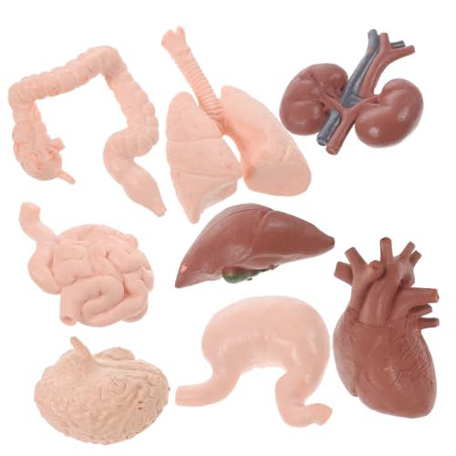 Anneome 8St menschliches Organmodell Männchen künstliches menschliches Organ Werkzeug Babyspielzeug künstliches Organmodell Studentische Lehrorgel Mini Requisiten einstellen Lehrmittel 3d von Anneome