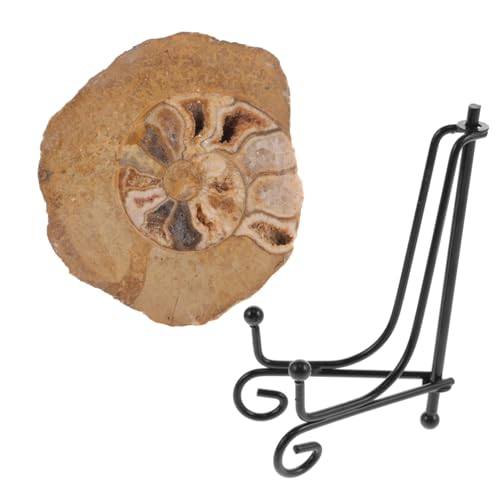 Anneome Ammonitenfossil Ammonitenmodelle zur Dekoration Ammonitenmodelle als Ornament Modelle Ornament unimate uniqone Ammonitenmodelle als Ammonitendekor für Tischdekoration von Anneome