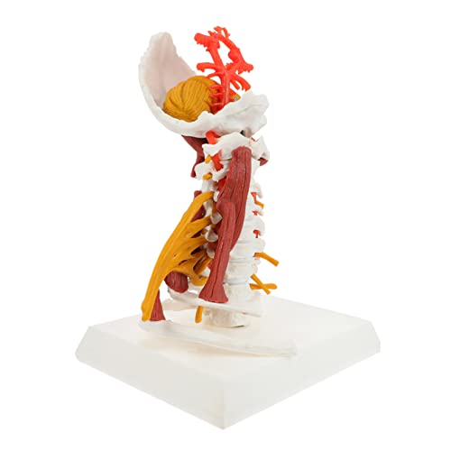 Anneome Anatomisches Halswirbelsäulenmodell aus Lebensgroßes Medizinisches Modell zur Nervendarstellung für Ärzte Pflegekräfte Studierende Anneome Anatomisches Halswirbelsäulenmodell aus Lebensgroßes Medizinisches Modell zur Nervendarstellung für Ärzte Pflegekräfte Studierende von Anneome