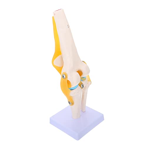 Anneome Anatomisches Modell für Medizinische Ausbildung aus Realistische Gelenkbewegungen Flexibles Design für Lehrzwecke Anneome Anatomisches Modell für Medizinische Ausbildung aus Realistische Gelenkbewegungen Flexibles Design für Lehrzwecke von Anneome
