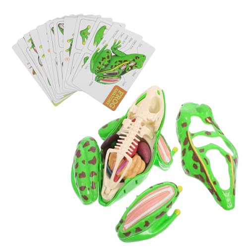 Anneome Lernen Sie Biologie Mit Dem Pädagogischen Sezierset „frosch“ Interaktives Lernspielzeug Aus 3d-kunststoff Für Kinder Anatomie-set von Anneome
